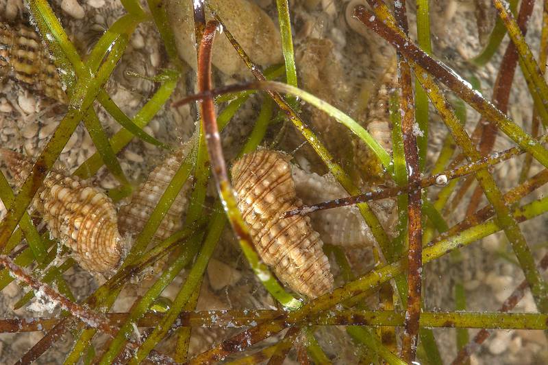 Small sea snails among linear leaves of narrowleaf seagrass Halodule uninervis in Al Mafyar (Mafjar) area on northern coast (Al Shamal). Qatar, June 27, 2015