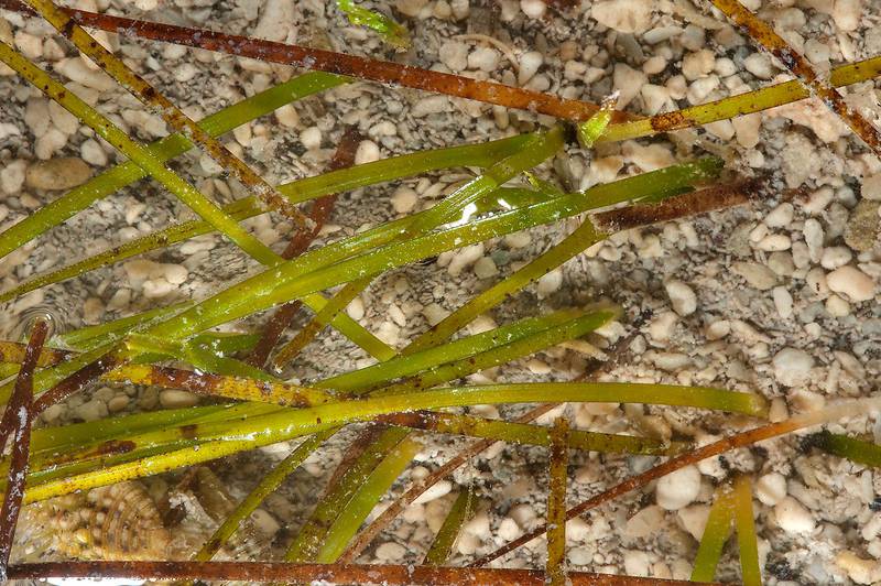 Linear leaves of narrowleaf seagrass Halodule uninervis in shallow water in Al Mafyar (Mafjar) area on northern coast (Al Shamal). Qatar, June 27, 2015