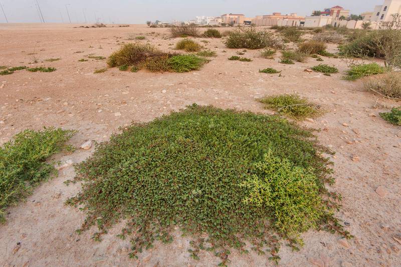 Mat forming plant of Corchorus depressus near Dukhan Road. Shahaniya, Qatar, December 4, 2015