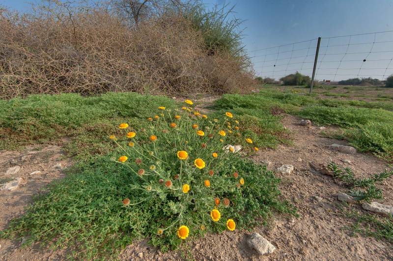 Plant of Pulicaria guestii near dry Ziziphus bushes in roadside depression near a road from Al Shahaniya to Al Samriya north-east from camel race track. Lekhraib, Qatar, December 4, 2015