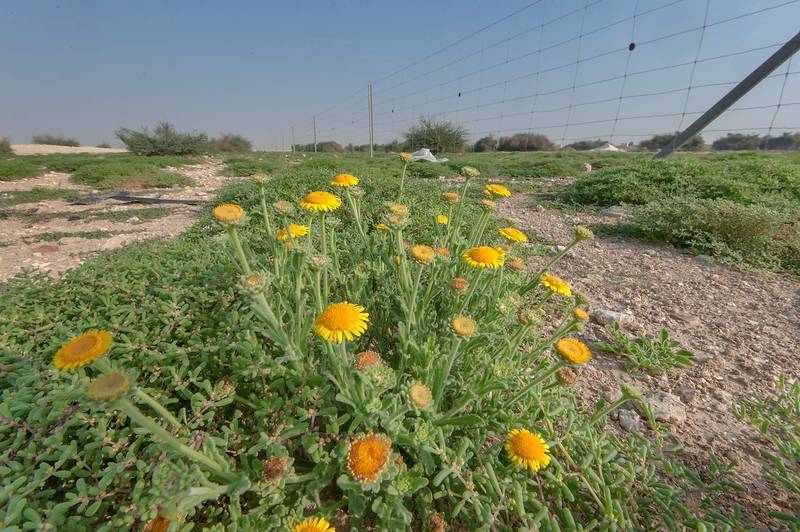 Plant of Pulicaria guestii near a fence in roadside depression near a road from Al Shahaniya to Al Samriya north-east from camel race track. Lekhraib, Qatar, December 4, 2015