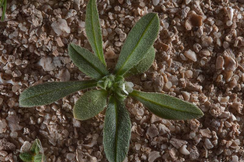 Small plant of Ogastemma pusillum (Anchusa spinocarpos, Echinospermum spinocarpos, Lappula spinocarpos)(?) on a plane of Rawdat Jarra north-east from Dukhan. Qatar, February 5, 2016