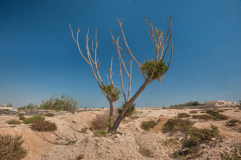 Pencil tree (Euphorbia tirucalli) in abandoned gardens in area of Ras Laffan farms. North-eastern Qatar, February 19, 2016