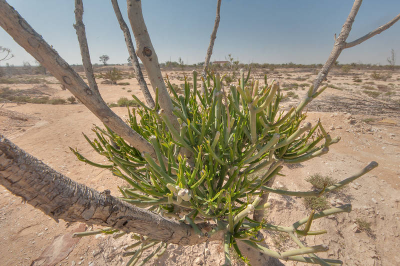 Base of Pencil tree (Euphorbia tirucalli) in abandoned gardens in area of Ras Laffan farms. North-eastern Qatar, February 19, 2016