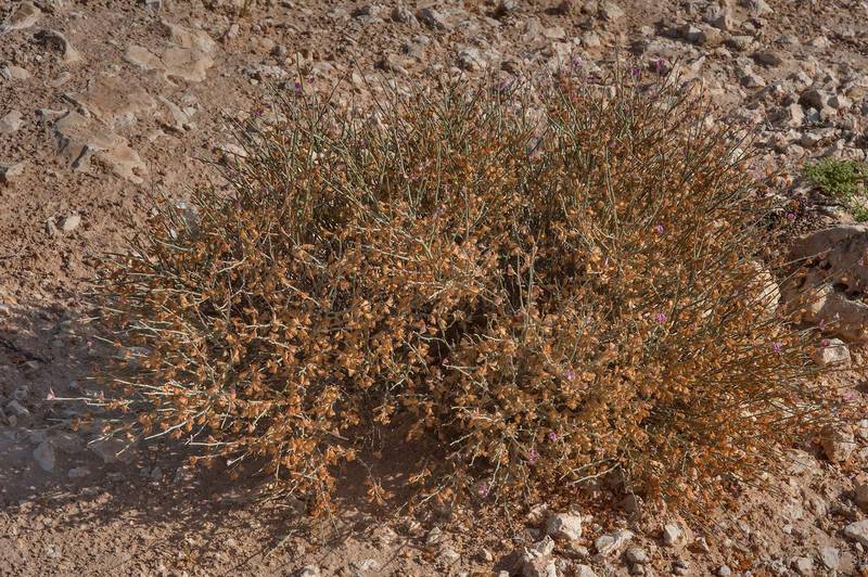 Bush of Taverniera spartea (local name Aelijaan) with seeds near a rocky ridge in Jabal Al Jassasiya, on north-eastern coast. Qatar, March 26, 2016