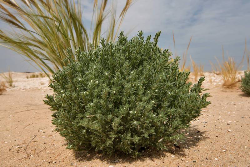 Lower view of a plant of Ogastemma pusillum (Anchusa spinocarpos, Echinospermum spinocarpos, Lappula spinocarpos) in sand on roadside of a road from Khawzan to Al-Jumayliyah. Qatar, April 9, 2016