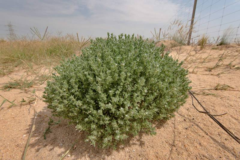 Large bush of Ogastemma pusillum (Anchusa spinocarpos, Echinospermum spinocarpos, Lappula spinocarpos) in sand on roadside of a road from Khawzan to Al-Jumayliyah. Qatar, April 9, 2016