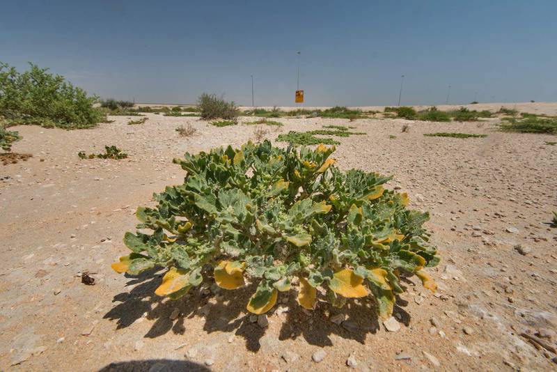 Virgin's Hand plant (Anastatica hierochuntica local names kaf mariam, jefaiea) in a roadside depression near Salwa Road. Qatar, April 22, 2016