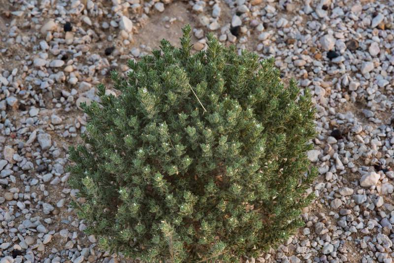 Plant of Ogastemma pusillum (Anchusa spinocarpos, Echinospermum spinocarpos, Lappula spinocarpos) near a road to Harrarah (Al Kharrarah). Southern Qatar, April 23, 2016