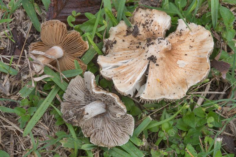 Fibrecap mushrooms Inocybe rimosa (<B>Pseudosperma rimosum</B>) on a lawn on Francis Drive. College Station, Texas, <A HREF="../date-en/2017-11-15.htm">November 15, 2017</A>