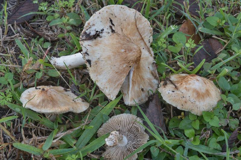 Group of fibrecap mushrooms Inocybe rimosa (Pseudosperma rimosum) on a lawn on Francis Drive. College Station, Texas, November 17, 2017