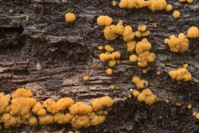Sphaerosporium lignatile mushrooms on brown rotten wood of a big oak on Kiwanis Nature Trail. College Station, Texas, February 19, 2018