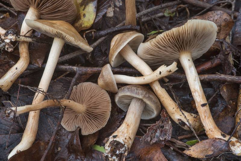 Fieldcap mushrooms <B>Agrocybe sororia</B> in Wolf Pen Creek Park. College Station, Texas, <A HREF="../date-en/2018-02-26.htm">February 26, 2018</A>