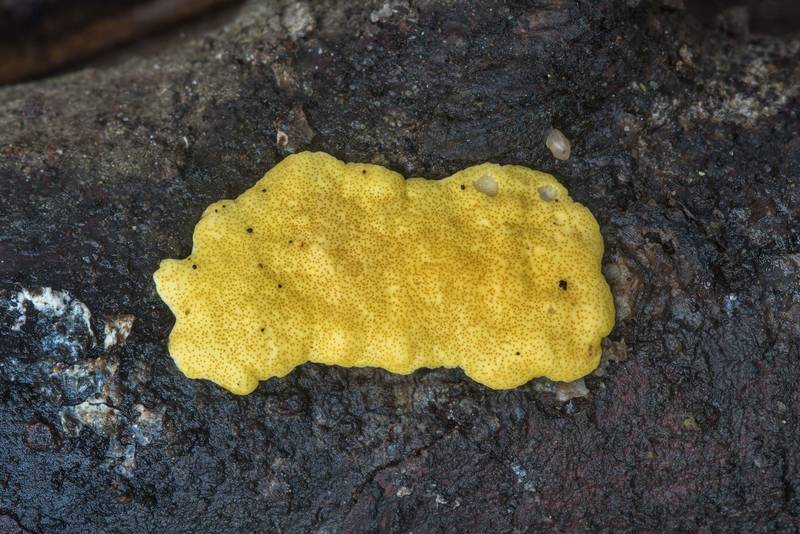 Fungus Trichoderma sulphureum on a wet peace of wood in Hensel Park. College Station, Texas, February 28, 2018