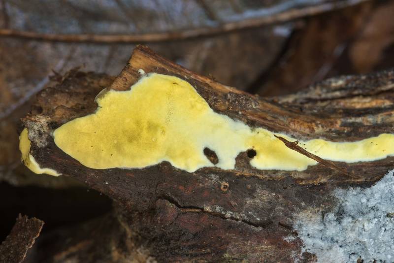 Fungus <B>Trichoderma sulphureum</B> in Hensel Park. College Station, Texas, <A HREF="../date-en/2018-02-28.htm">February 28, 2018</A>