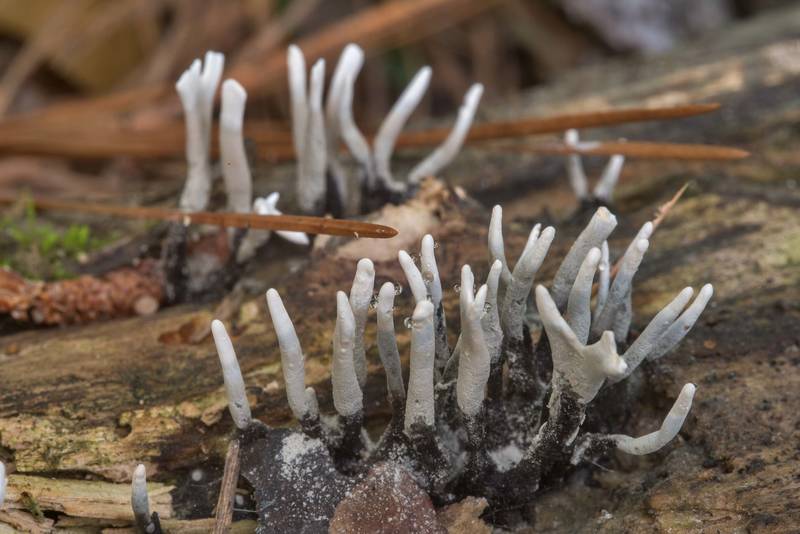 Candlesnuff fungus (Xylaria hypoxylon) on Caney Creek Trail (Little Lake Creek Loop Trail) in Sam Houston National Forest, near Huntsville. Texas, May 26, 2018