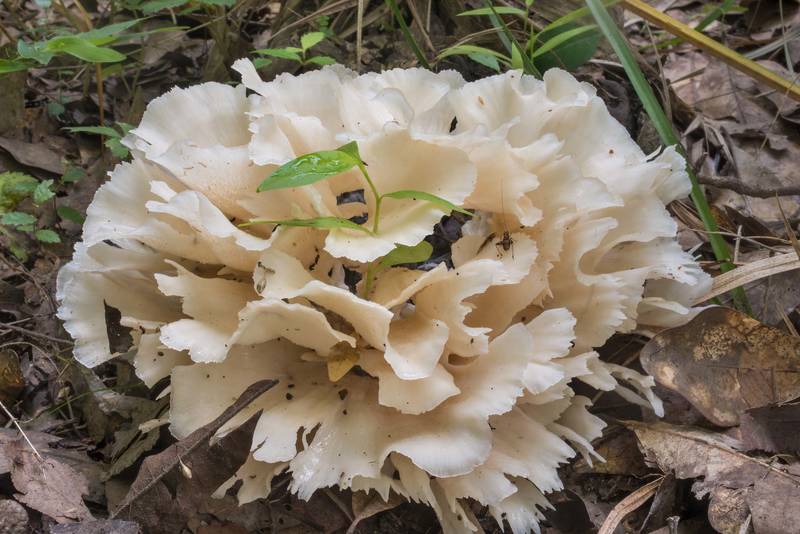 Poretooth Rosette mushrooms (<B>Hydnopolyporus palmatus</B>) with grass near Raccoon Run Trail in Lick Creek Park. College Station, Texas, <A HREF="../date-en/2018-05-31.htm">May 31, 2018</A>