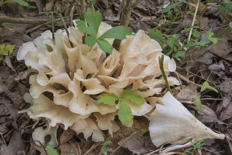 Poretooth Rosette mushrooms (Hydnopolyporus palmatus) in Lick Creek Park. College Station, Texas, May 31, 2018