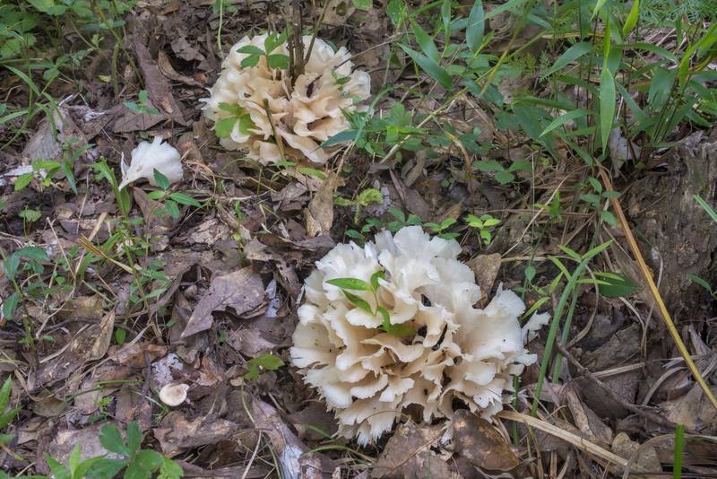 Clusters of Poretooth Rosette mushrooms (Hydnopolyporus palmatus) in Lick Creek Park. College Station, Texas, May 31, 2018