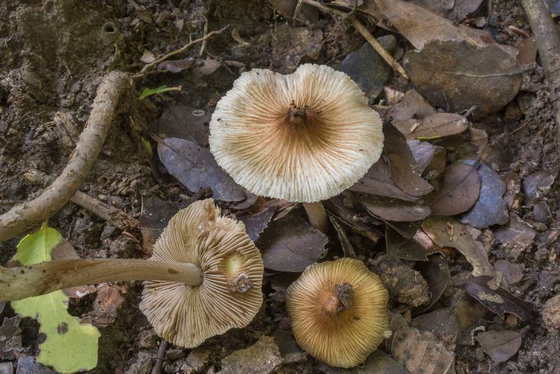 Fibercap mushrooms Inocybe rimosa (Inocybe fastigiata, <B>Pseudosperma rimosum</B>) in Lick Creek Park. College Station, Texas, <A HREF="../date-en/2018-05-31.htm">May 31, 2018</A>