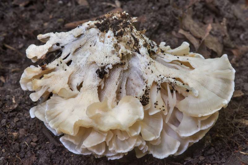 Underside of Hydnopolyporus palmatus mushroom in Lick Creek Park. College Station, Texas, June 13, 2018