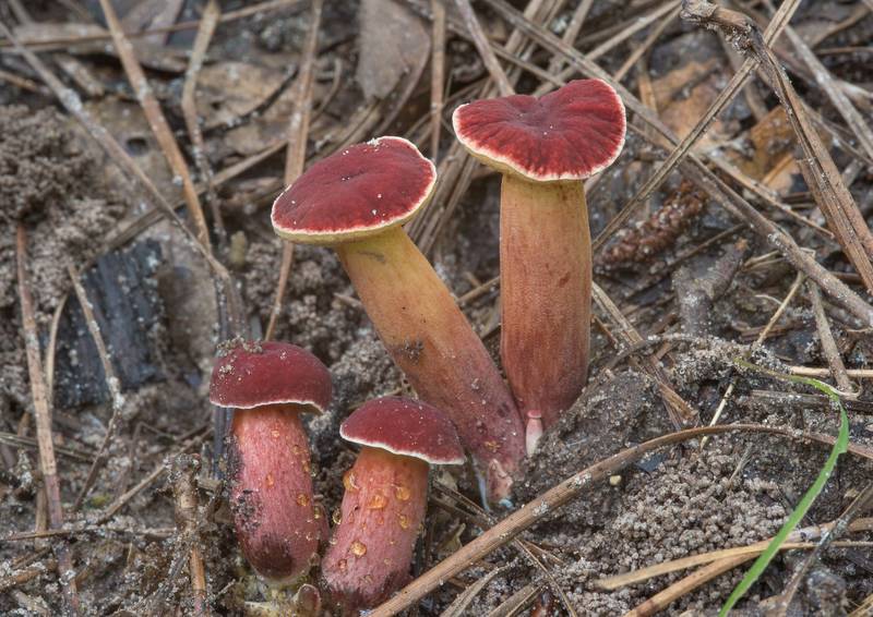 Young ruby bolete mushrooms (Hortiboletus rubellus group) on floodplain on Caney Creek Trail (Little Lake Creek Loop Trail) in Sam Houston National Forest, near Huntsville. Texas, July 13, 2018