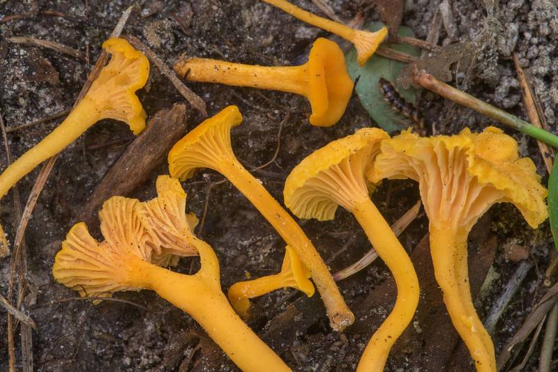 Chanterelle mushrooms <B>Cantharellus minor</B> on floodplain in Big Creek Scenic Area of Sam Houston National Forest. Shepherd, Texas, <A HREF="../date-en/2018-07-14.htm">July 14, 2018</A>