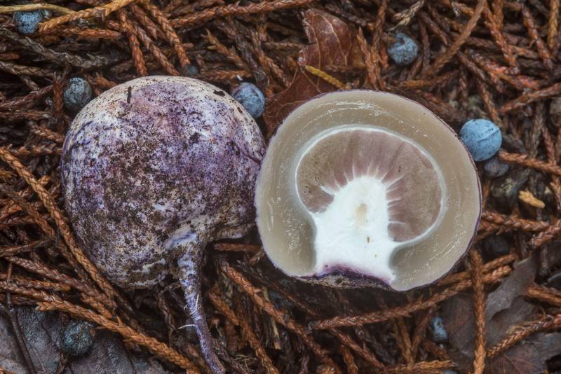 Lilac egg of a stinkhorn mushrooms <B>Phallus ravenelii</B> in Lake Bryan Park. Bryan, Texas, <A HREF="../date-en/2018-10-10.htm">October 10, 2018</A>