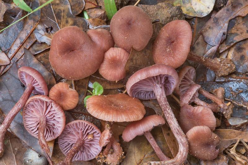 Deceiver mushrooms <B>Laccaria bicolor</B>(?) under oaks in Lick Creek Park. College Station, Texas, <A HREF="../date-en/2018-11-09.htm">November 9, 2018</A>
