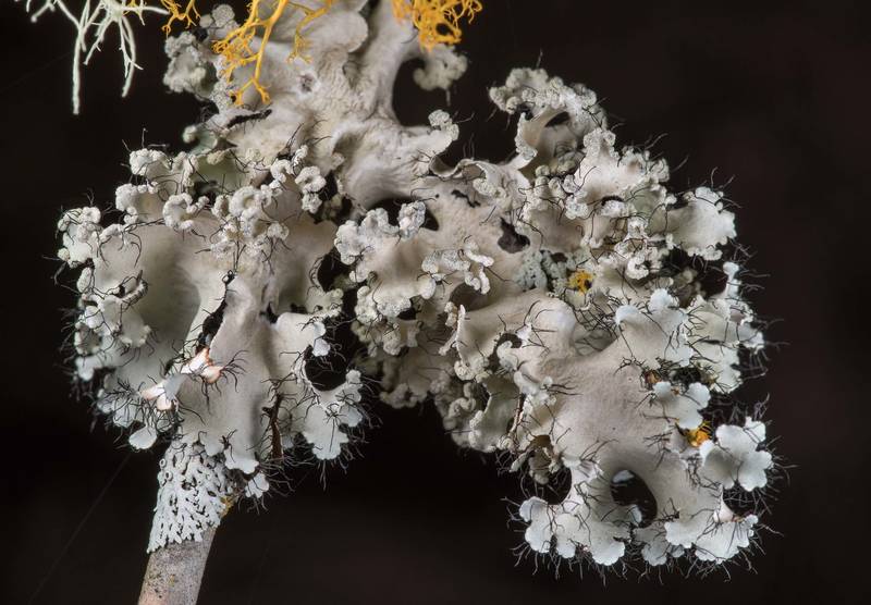 Powdered ruffle lichen (Parmotrema hypotropum) on a twig of a bush in a half-open area at Lake Somerville Trailway near Birch Creek Unit of Somerville Lake State Park. Texas, January 25, 2019