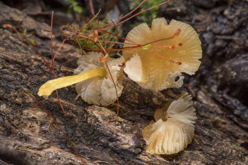 <B>Pluteus chrysophlebius</B> mushrooms on a rotting oak log in Hensel Park. College Station, Texas, <A HREF="../date-en/2019-02-12.htm">February 12, 2019</A>