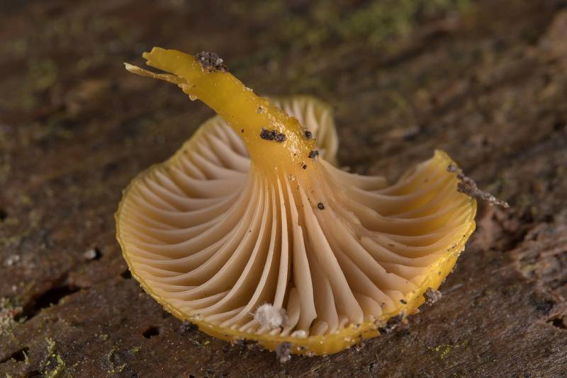 Mushroom Chromosera lilacifolia (Chromosera cyanophylla) with a slippery stem found on a cut surface of a pine log, near the ground, in wet area on Caney Creek Trail (Little Lake Creek Loop Trail) in Sam Houston National Forest near Huntsville. Texas, March 2, 2019