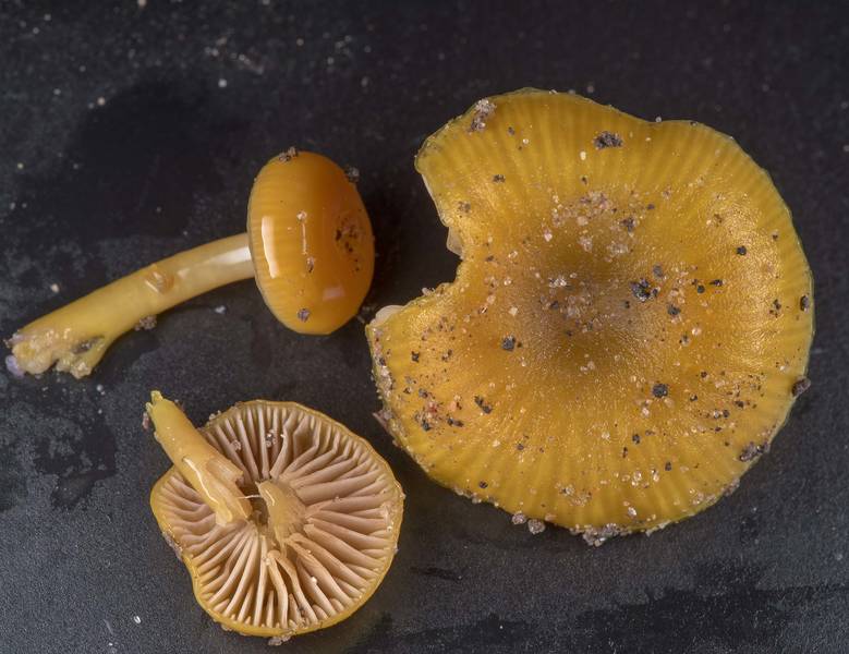 Close up of mushrooms Chromosera lilacifolia (<B>Chromosera cyanophylla</B>) found on a cut surface of a pine log near the ground in wet area on Caney Creek Trail (Little Lake Creek Loop Trail) in Sam Houston National Forest near Huntsville. Texas, <A HREF="../date-en/2019-03-02.htm">March 2, 2019</A>
