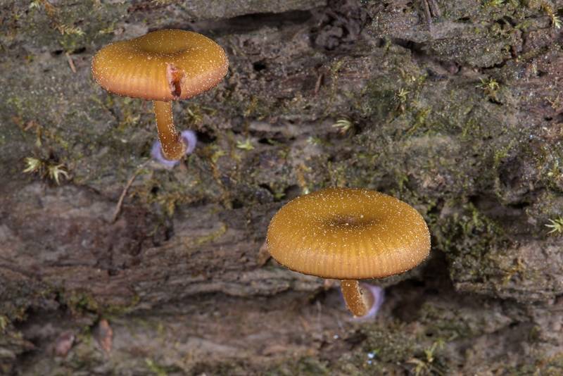 Mushrooms Chromosera lilacifolia (Chromosera cyanophylla) on a side surface of a pine log on Caney Creek section of Lone Star Hiking Trail in Sam Houston National Forest near Huntsville. Texas, March 16, 2019