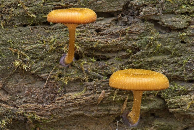 Side view of mushrooms Chromosera lilacifolia (Chromosera cyanophylla) on a side surface of a pine log on Caney Creek section of Lone Star Hiking Trail in Sam Houston National Forest near Huntsville. Texas, March 16, 2019