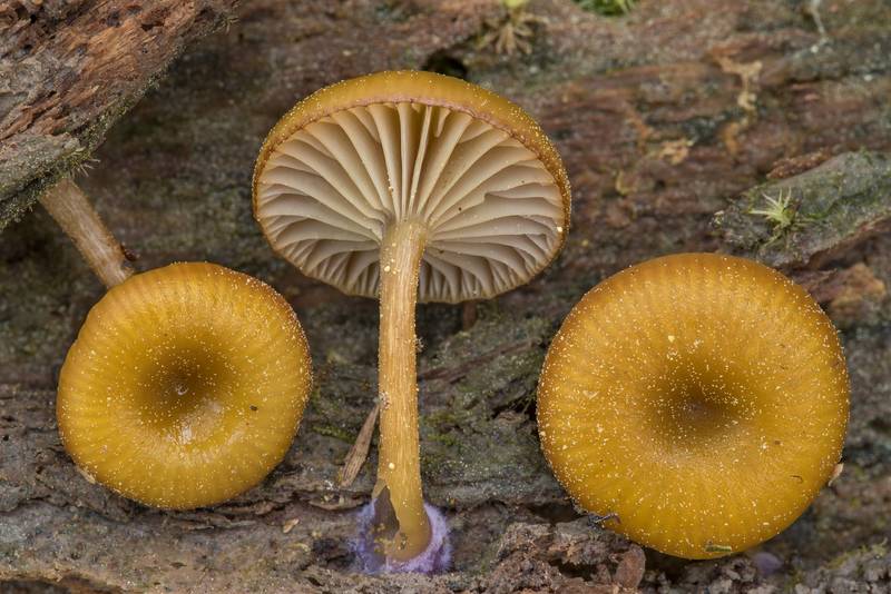 Violet mycelium and caps of mushrooms Chromosera lilacifolia (Chromosera cyanophylla) on a side surface of a wet pine log on Caney Creek section of Lone Star Hiking Trail in Sam Houston National Forest near Huntsville. Texas, March 16, 2019