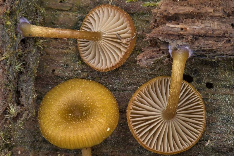 Caps of mushrooms Chromosera lilacifolia (Chromosera cyanophylla) on a side surface of a wet pine log on Caney Creek section of Lone Star Hiking Trail in Sam Houston National Forest near Huntsville. Texas, March 16, 2019