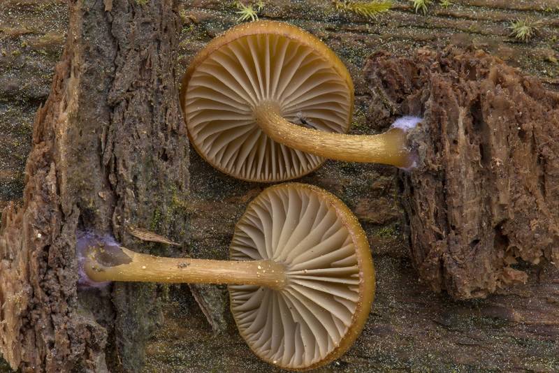 Gills and violet mycelium of mushrooms Chromosera lilacifolia (Chromosera cyanophylla) on a side surface of a wet pine log on Caney Creek section of Lone Star Hiking Trail in Sam Houston National Forest near Huntsville. Texas, March 16, 2019