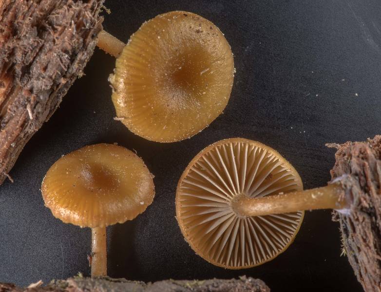 Mushrooms Chromosera lilacifolia (Chromosera cyanophylla) with pieces of rotting pine wood taken from Caney Creek section of Lone Star Hiking Trail in Sam Houston National Forest near Huntsville. Texas, March 16, 2019