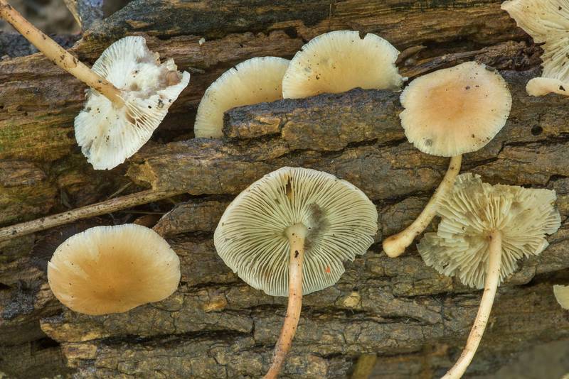 Saprophyte mushrooms Lentinula raphanica on a rotting log in Lick Creek Park. College Station, Texas, June 6, 2019