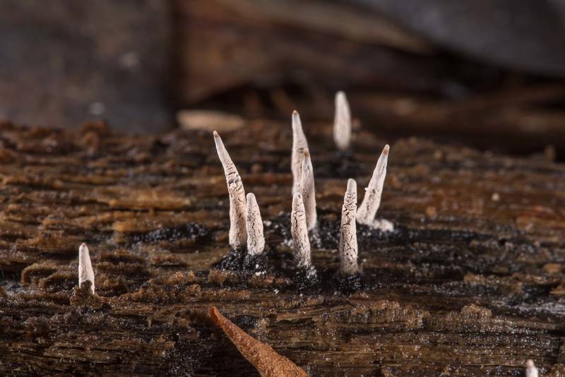 Candlesnuff fungus (Xylaria hypoxylon) on a rotting log on a property at 5369 Farm to Market Road 770 near Kountze. Texas, June 8, 2019