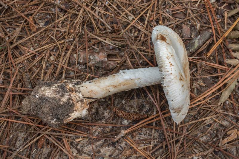 <B>Amanita pseudovolvata</B> mushroom on Forest Service Road 203 in Sam Houston National Forest. Richards, Texas, <A HREF="../date-en/2019-06-29.htm">June 29, 2019</A>