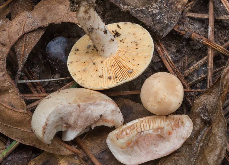 Lilac staining milkcap mushrooms Lactarius uvidus(?) and other milkcap at the top on Winters Bayou Trail in Sam Houston National Forest. Cleveland, Texas, October 12, 2019