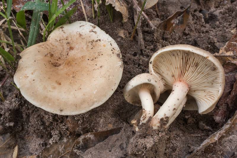 Lilac staining milkcap mushrooms Lactarius uvidus(?) with a red band under its cap on Winters Bayou Trail in Sam Houston National Forest. Cleveland, Texas, October 12, 2019