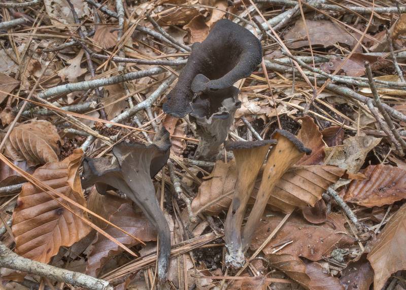 Black trumpet mushrooms (Craterellus fallax) on a sandy terrace near the creek in Big Creek Scenic Area of Sam Houston National Forest. Shepherd, Texas, October 20, 2019