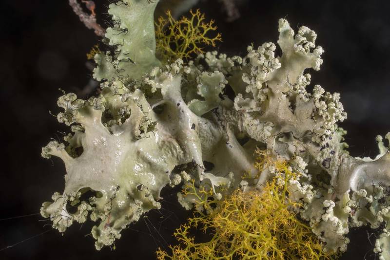 Powdered ruffle lichen (<B>Parmotrema hypotropum</B>) on small trees or bushes in half-open area at Lake Somerville Trailway near Birch Creek Unit of Somerville Lake State Park. Texas, <A HREF="../date-en/2019-12-21.htm">December 21, 2019</A>