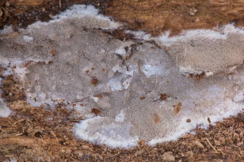 Grey resupinate polypore mushroom <B>Elmerina caryae</B> (Aporpium caryae) with translucent worms on a fallen oak in Lick Creek Park. College Station, Texas, <A HREF="../date-en/2020-01-07.htm">January 7, 2020</A>
