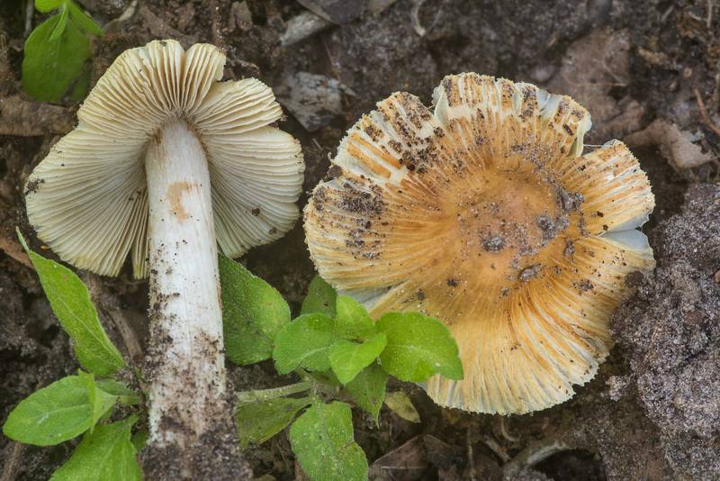 Fibrecap mushrooms Inocybe rimosa (<B>Pseudosperma rimosum</B>) on a lawn in Wolf Pen Creek Park. College Station, Texas, <A HREF="../date-en/2020-04-14.htm">April 14, 2020</A>