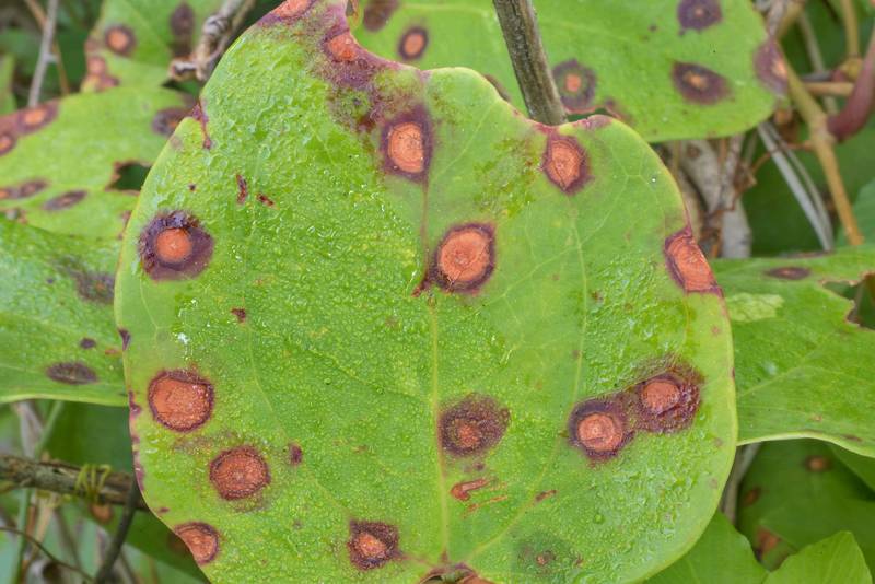 Circular dark purplish red spots with centers fading with age caused by Deutero fungus (Neocercosporidium smilacis, Cercospora smilacis) on leaves of common greenbrier (Smilax rotundifolia) on Richards Loop Trail in Sam Houston National Forest. Texas, May 10, 2020