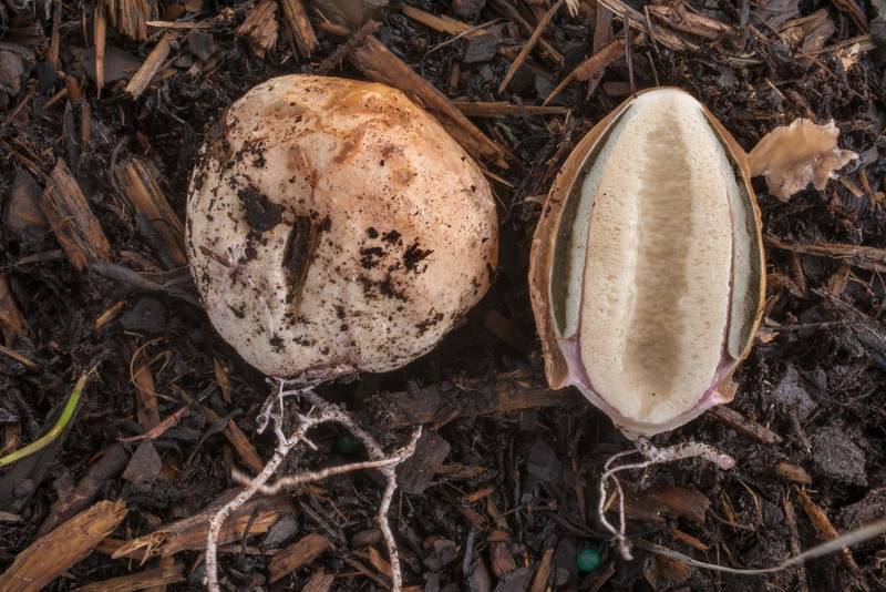 Egg stage of Ravenel's stinkhorn mushrooms (<B>Phallus ravenelii</B>) on mulch under a live oak on Texas Avenue near Texas A and M University. College Station, Texas, <A HREF="../date-en/2020-06-28.htm">June 28, 2020</A>